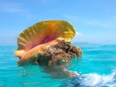 Queen Conch shell with lip