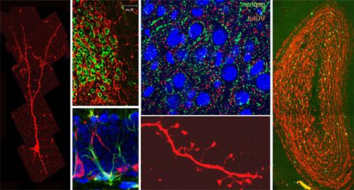 Research imaging results